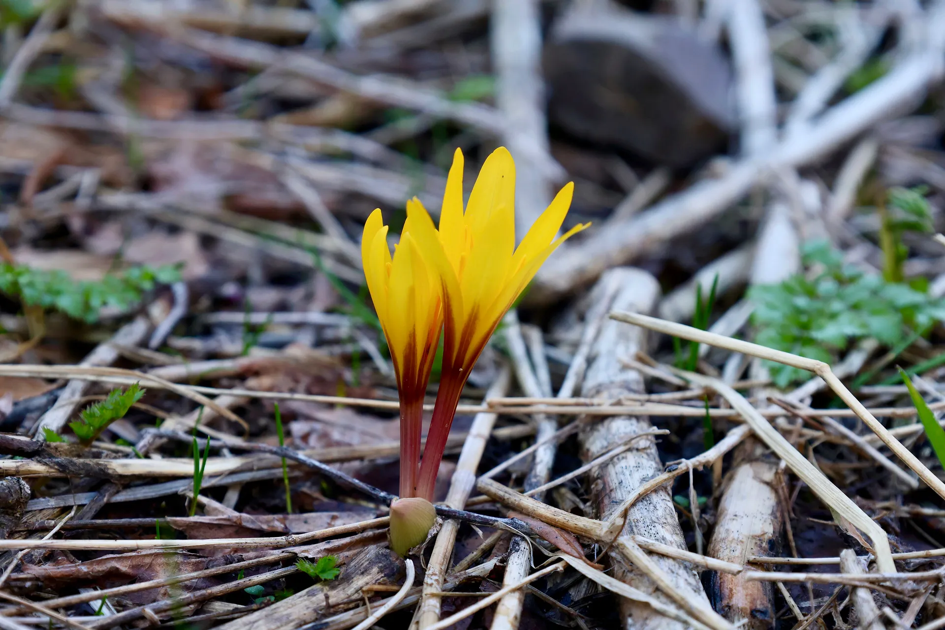 Yellow Colchicum luteum, one of the first flowers to break through after the snow in the Ugam-Chatkal reserve.