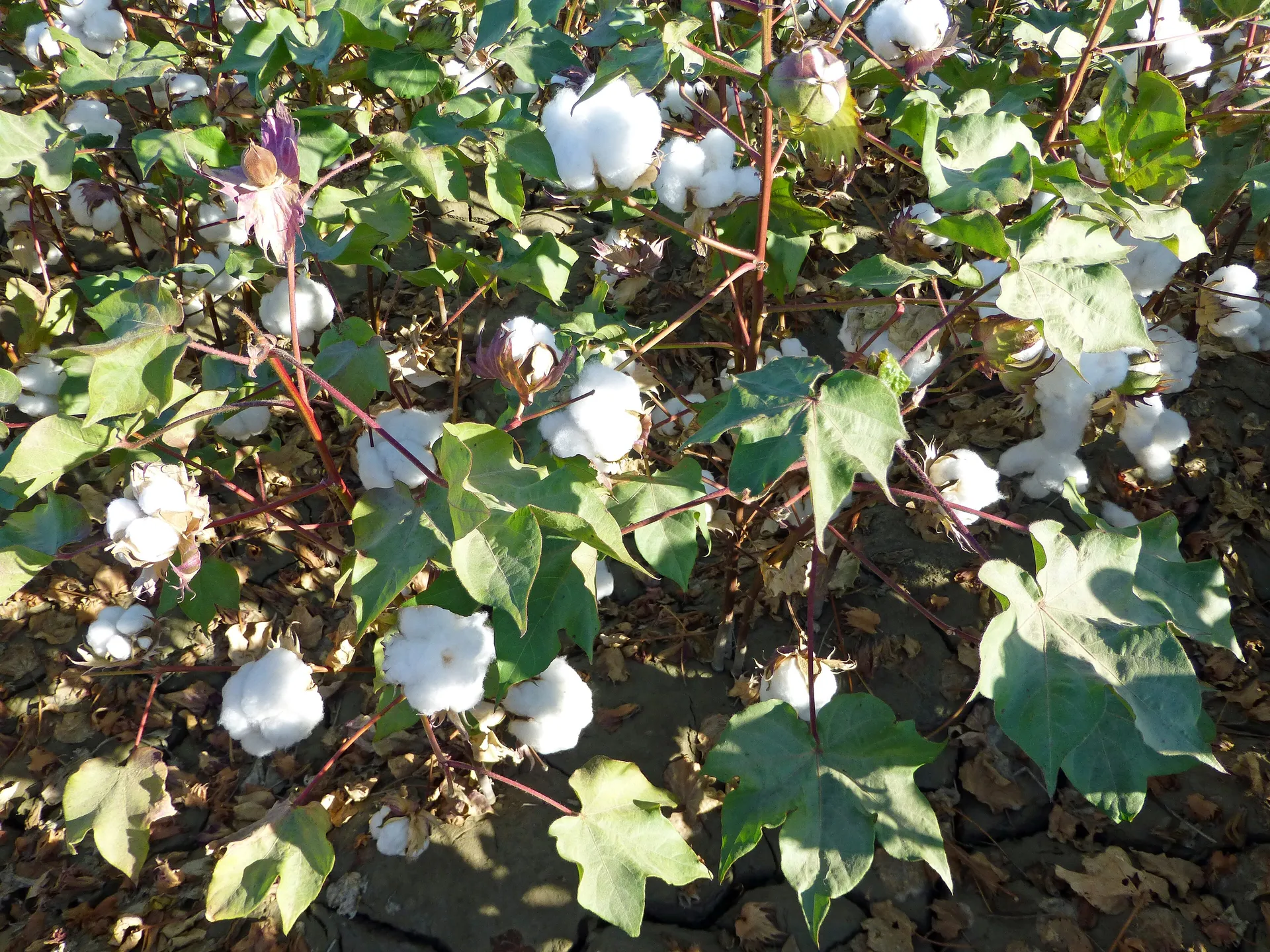 Open cotton bolls ready for picking. Uzbekistan has ended the forced and child labour that once defined its harvest, and since 2022 its cotton has been off international boycott lists.