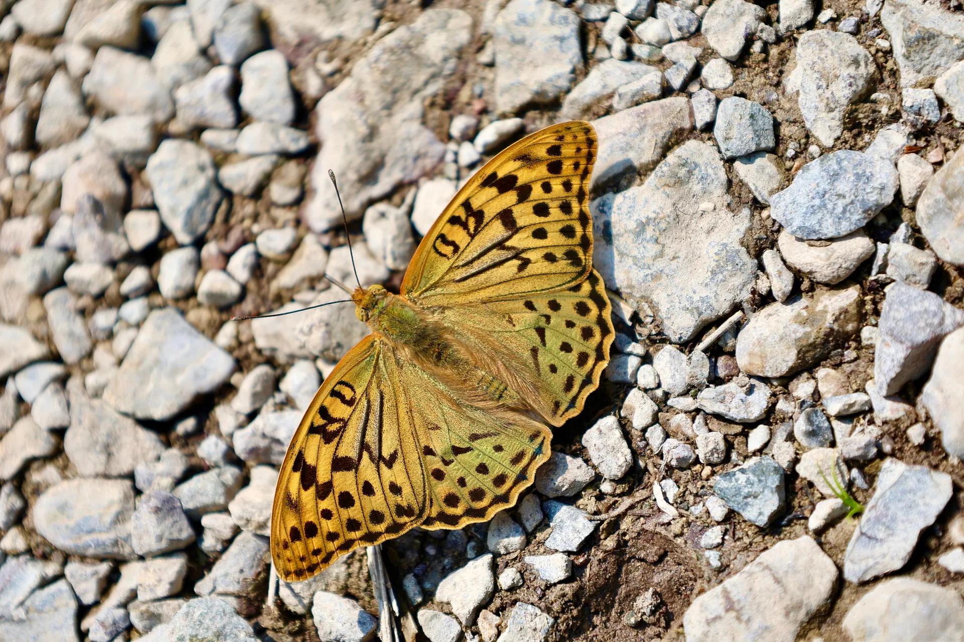 A Cardinal (Pandora fritillary) butterfly resting on stones in the Ugam-Chatkal reserve.