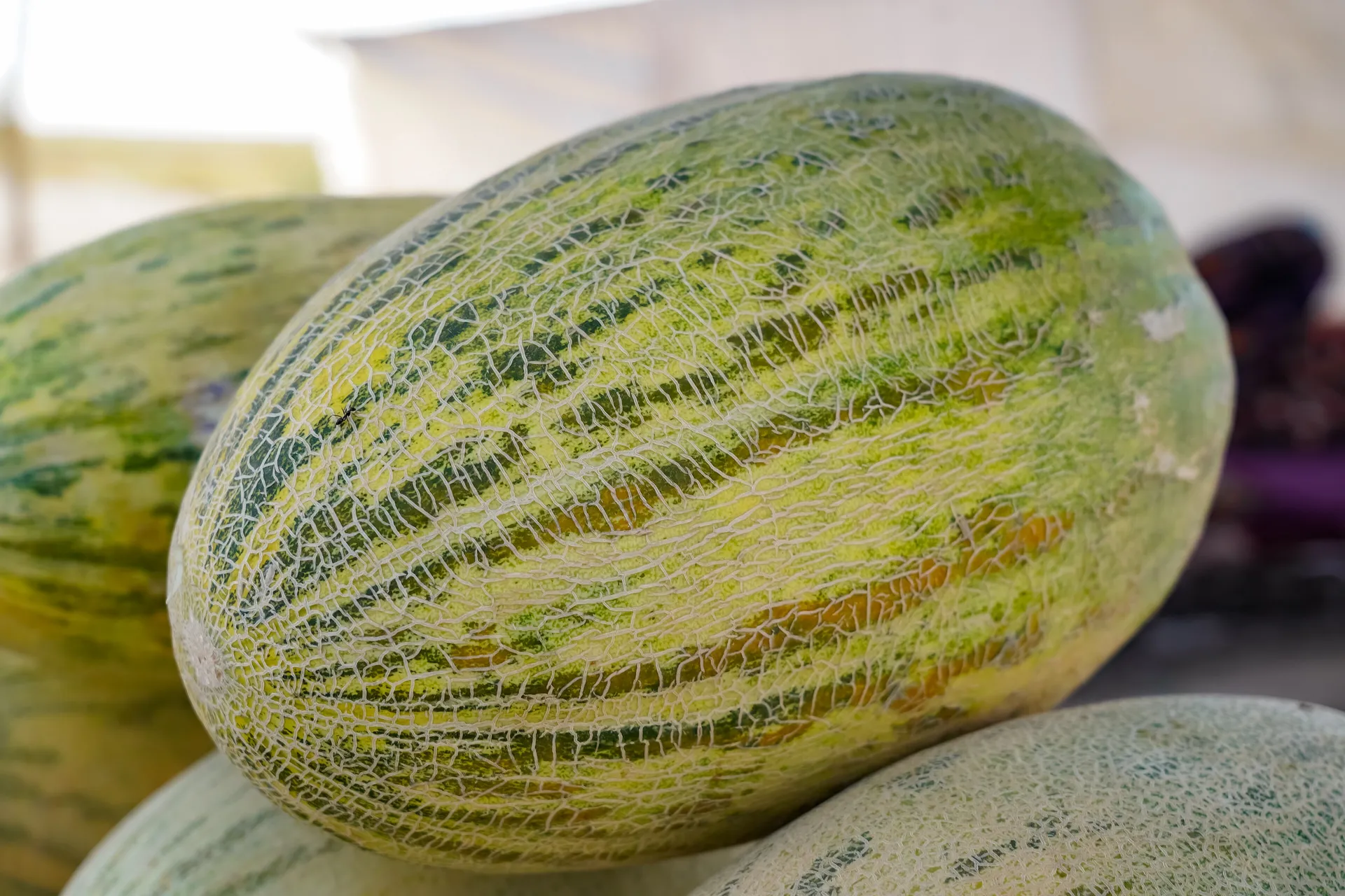 Mirzachul melon fields