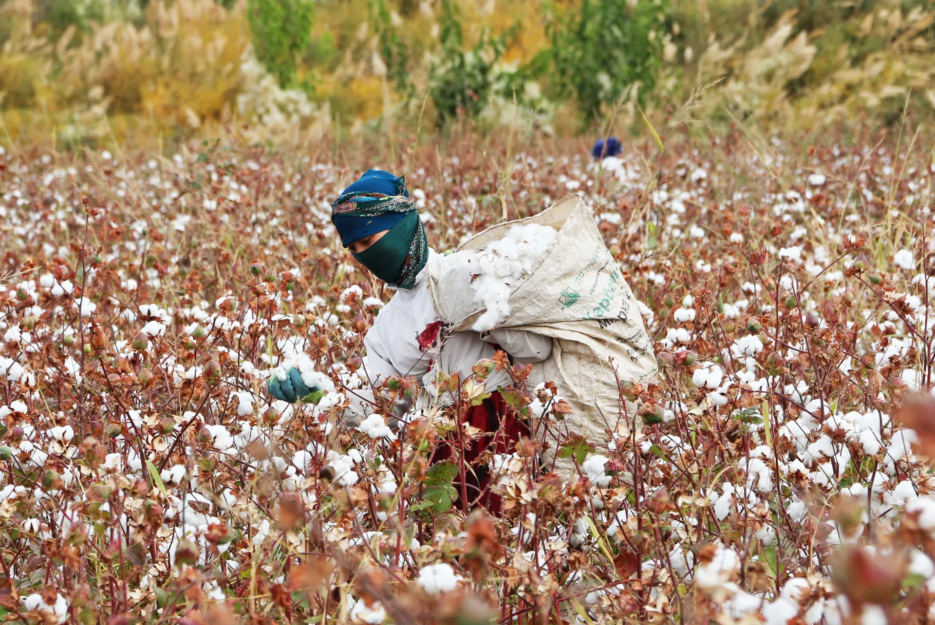 Modern Life & Policies — Cotton, and the end of a boycott